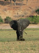 1017_141 elephant waving his ears I * 960 x 1280 * (265KB)